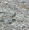 /album/photo-gallery-homepage1/long-billed-pipit-emirates-dec-2005-2-jpg1/